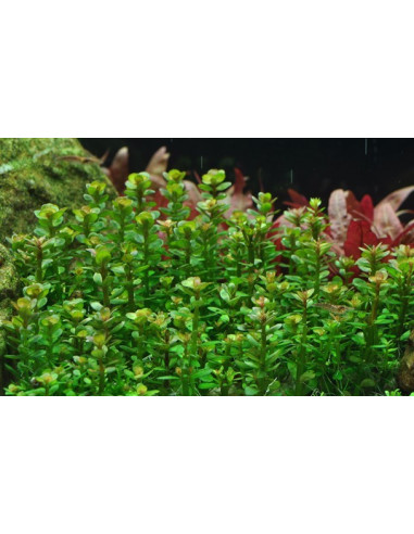 Rotala 'Bonsai' - Invitro