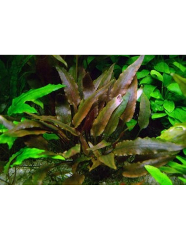 Cryptocoryne walkeri – Origine France