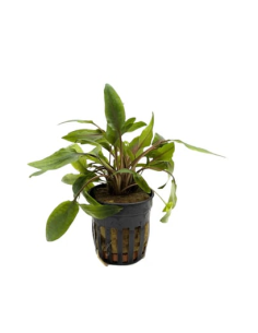 Cryptocoryne undulatus – Origine France