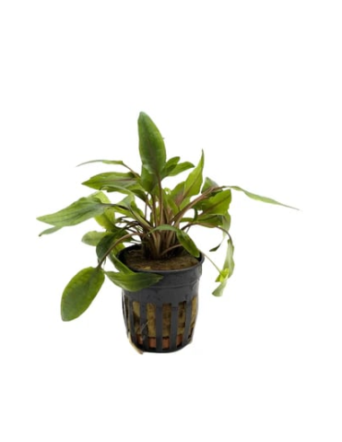 Cryptocoryne undulatus – Origine France