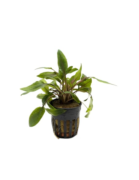 Cryptocoryne undulatus – Origine France