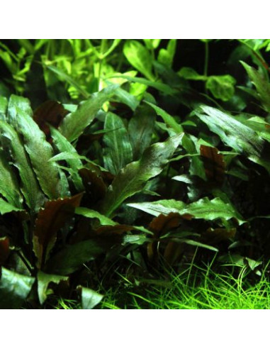Cryptocoryne undulatus – Origine France