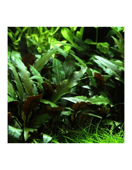 Cryptocoryne undulatus – Origine France
