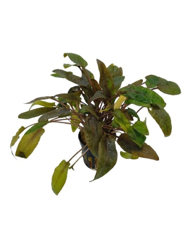 Cryptocoryne walkeri – Origine France