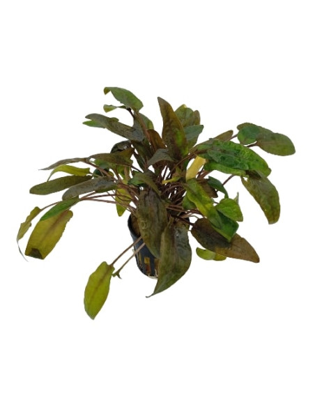 Cryptocoryne walkeri – Origine France