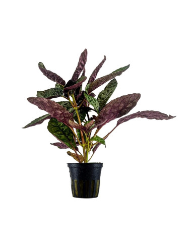 Hemigraphis Colorata – Origine France