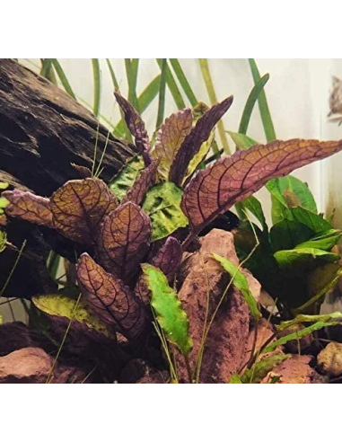 Hemigraphis Colorata – Origine France