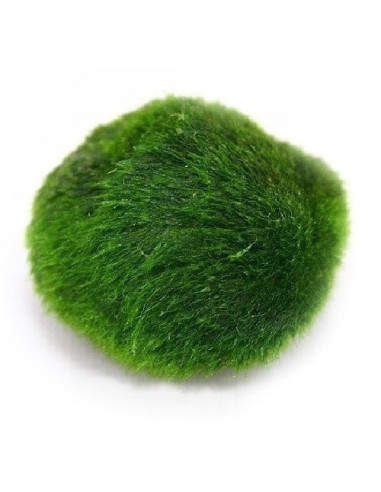 Cladophora aegagropila L – Origine France