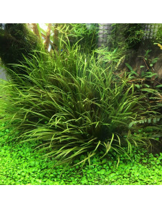 AQL - Blyxa Japonica - Portion