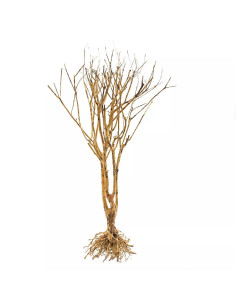 Slim Tree S 15-25 cm