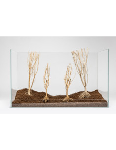 Slim Tree S 15-25 cm 2