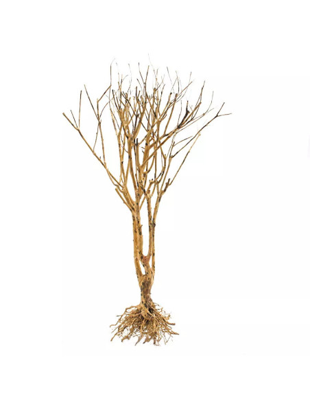 Slim Tree M 20-30 cm