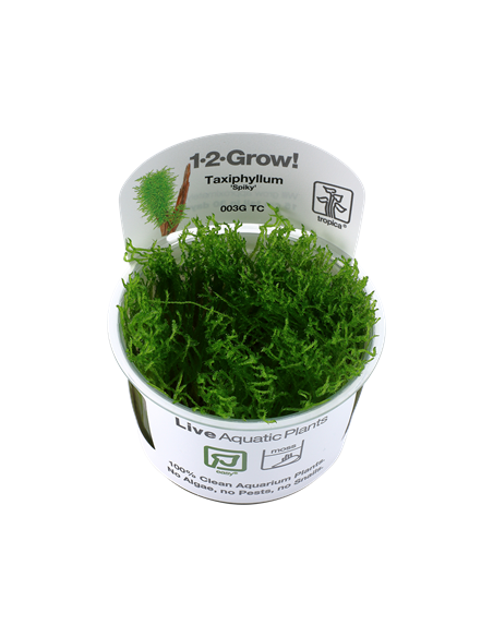 Taxiphyllum sp. 'Spiky' - Invitro