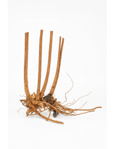 Riverest - Spikeroot - 20-30cm