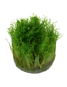 Taxiphyllum sp. 'Spiky' - Invitro 2