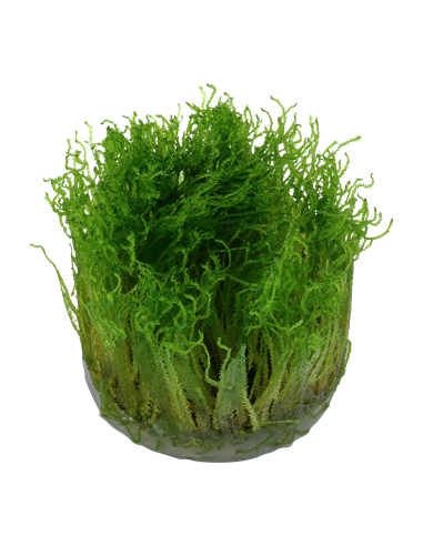 Taxiphyllum sp. 'Spiky' - Invitro