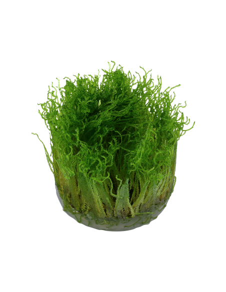 Taxiphyllum sp. 'Spiky' - Invitro