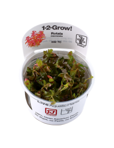 Rotala macrandra - Invitro