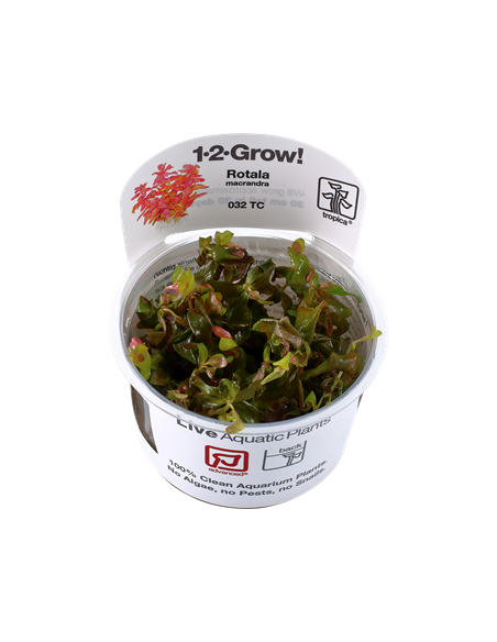Rotala macrandra - Invitro