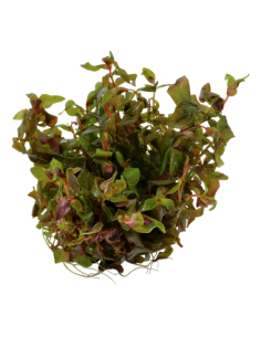 Rotala macrandra - Invitro 2