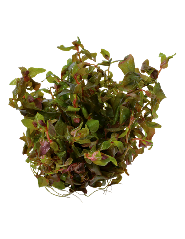 Rotala macrandra - Invitro