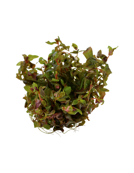 Rotala macrandra - Invitro