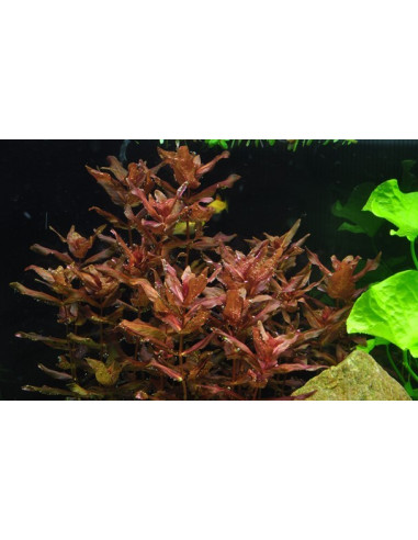 Rotala macrandra - Invitro