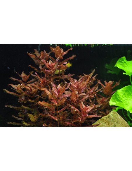 Rotala macrandra - Invitro