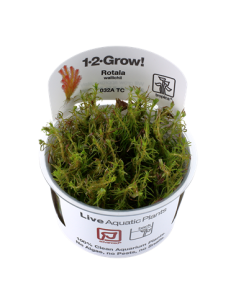Rotala wallichii - Invitro