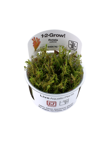 Rotala wallichii - Invitro