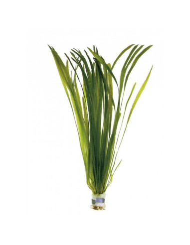 AQL - Vallisneria Spiralis Tiger en bouquet