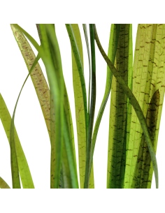 AQL - Vallisneria Spiralis Tiger en bouquet 2