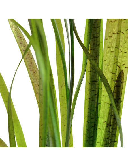 AQL - Vallisneria Spiralis Tiger en bouquet