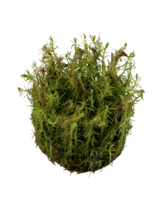 Rotala wallichii - Invitro 2