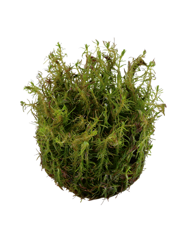 Rotala wallichii - Invitro