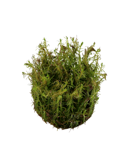 Rotala wallichii - Invitro