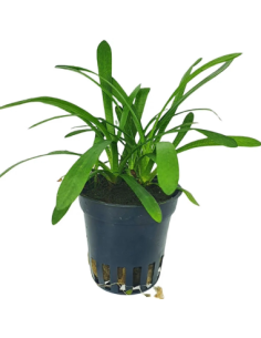 Sagittaria Gigantea - Origne France