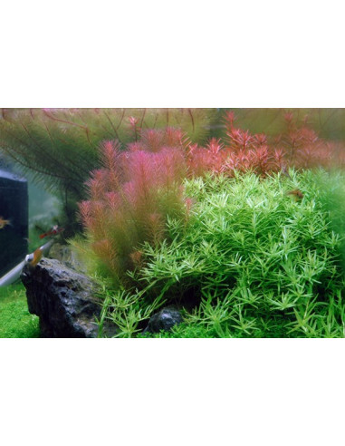 Rotala wallichii - Invitro
