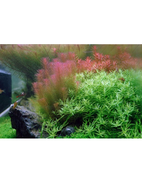 Rotala wallichii - Invitro