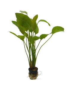 'Echinodorus Cordifolius – Origine France