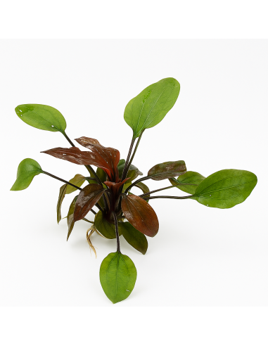 Echinodorus Ozelot Rouge – Origine France