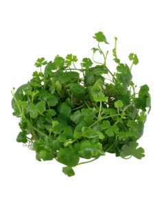 Hydrocotyle tripartita - Invitro 2
