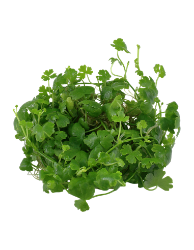 Hydrocotyle tripartita - Invitro