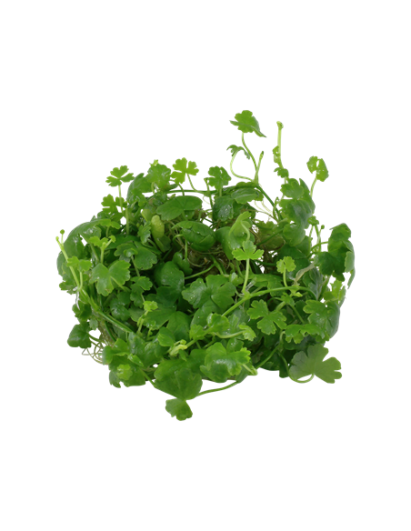 Hydrocotyle tripartita - Invitro