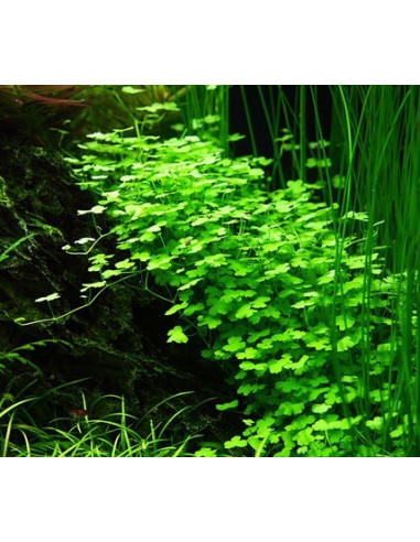 Hydrocotyle tripartita - Invitro
