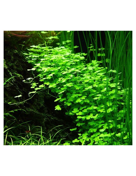 Hydrocotyle tripartita - Invitro