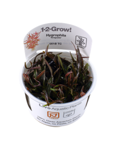 Hygrophila lancea 'Araguaia - Invitro