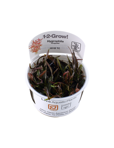 Hygrophila lancea 'Araguaia - Invitro