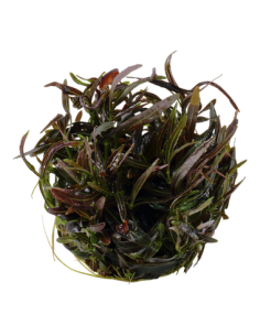 Hygrophila lancea 'Araguaia - Invitro 2