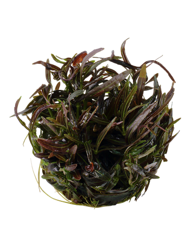 Hygrophila lancea 'Araguaia - Invitro